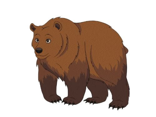 Niedźwiedź brunatny (Ursus arctos) - zdjęcie z zaznaczonymi cechami charakterystycznymi