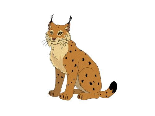 Ryś (Lynx lynx) - zdjęcie z zaznaczonymi cechami charakterystycznymi