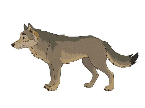 Wilk (Canis lupus) - zdjęcie z zaznaczonymi cechami charakterystycznymi
