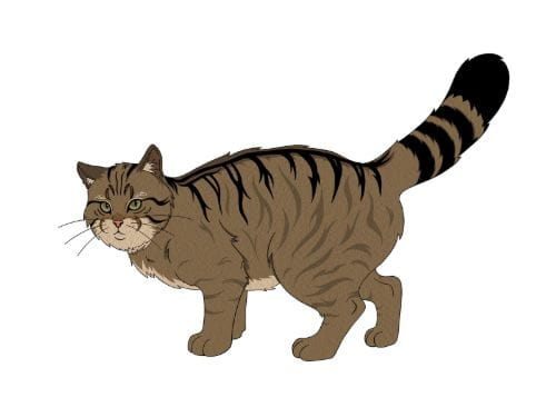 Żbik (Felis silvestris) - zdjęcie z zaznaczonymi cechami charakterystycznymi