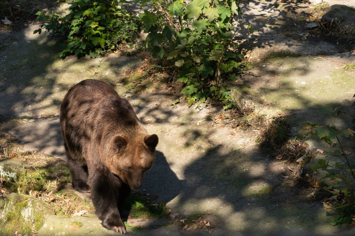 Niedźwiedź brunatny (Ursus arctos)