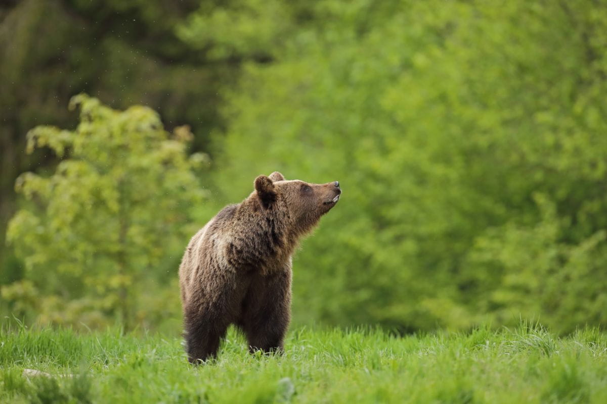 Niedźwiedź brunatny (Ursus arctos)