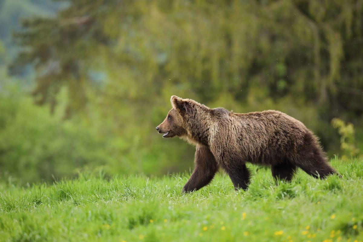 Niedźwiedź brunatny (Ursus arctos)