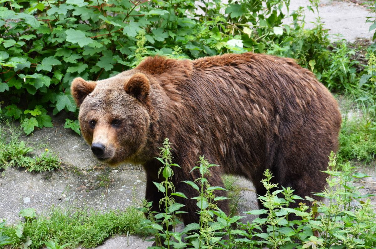 Niedźwiedź brunatny (Ursus arctos)