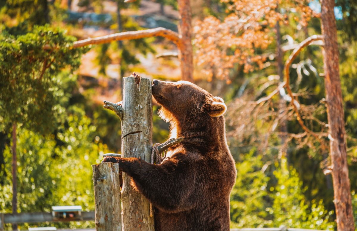 Niedźwiedź brunatny (Ursus arctos)