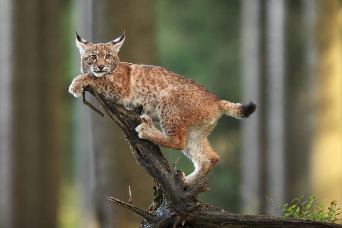 Ryś (Lynx lynx)