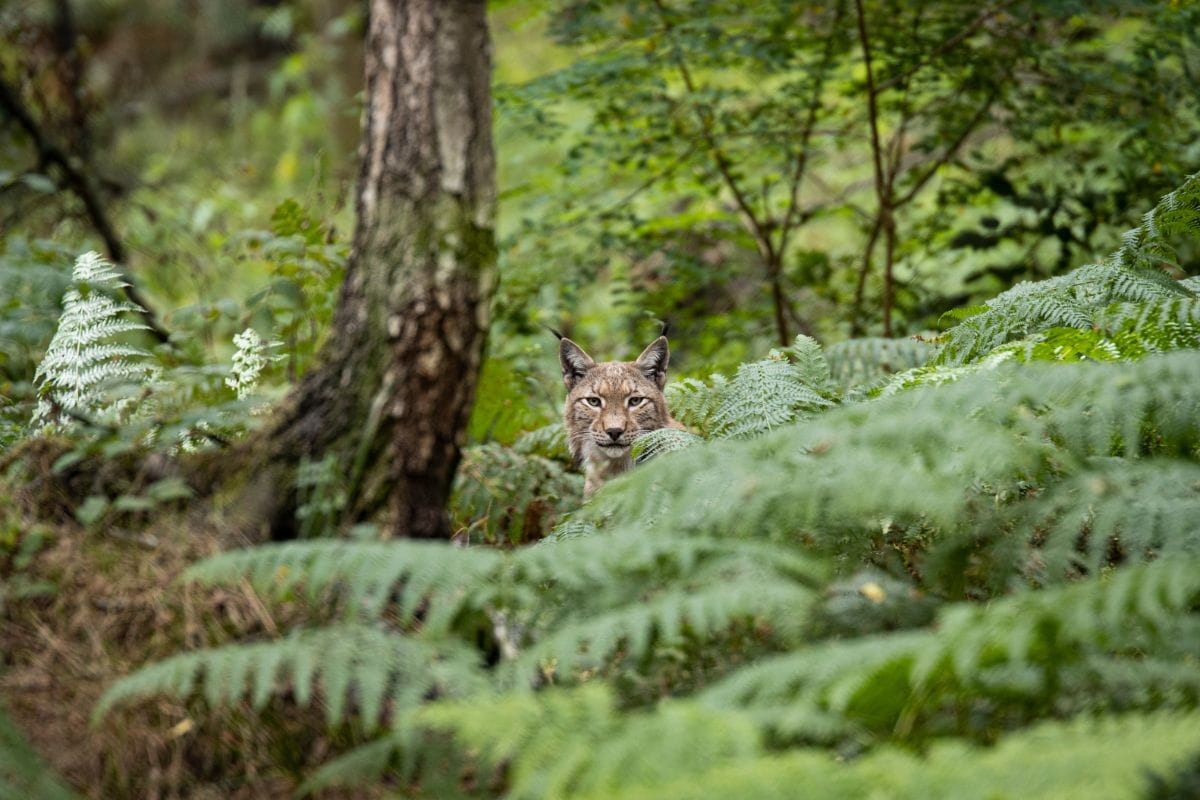 Ryś (Lynx lynx)