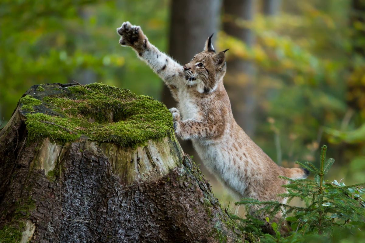 Ryś (Lynx lynx)