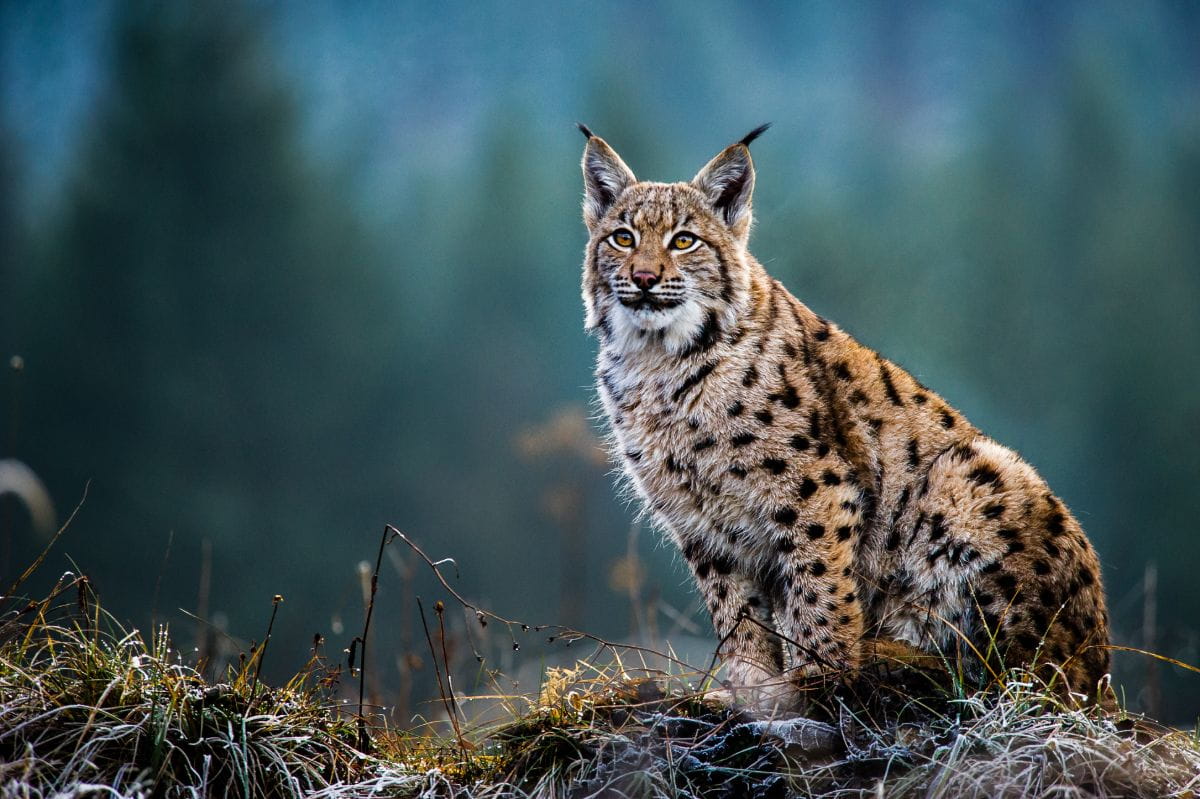 Ryś (Lynx lynx)