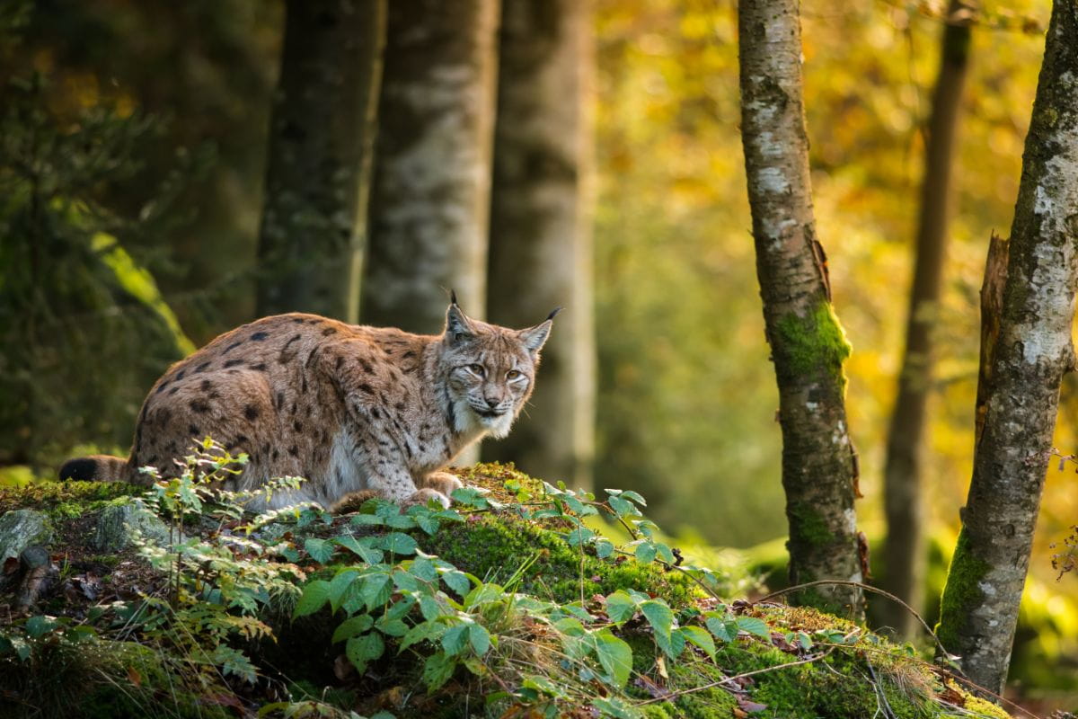 Ryś (Lynx lynx)