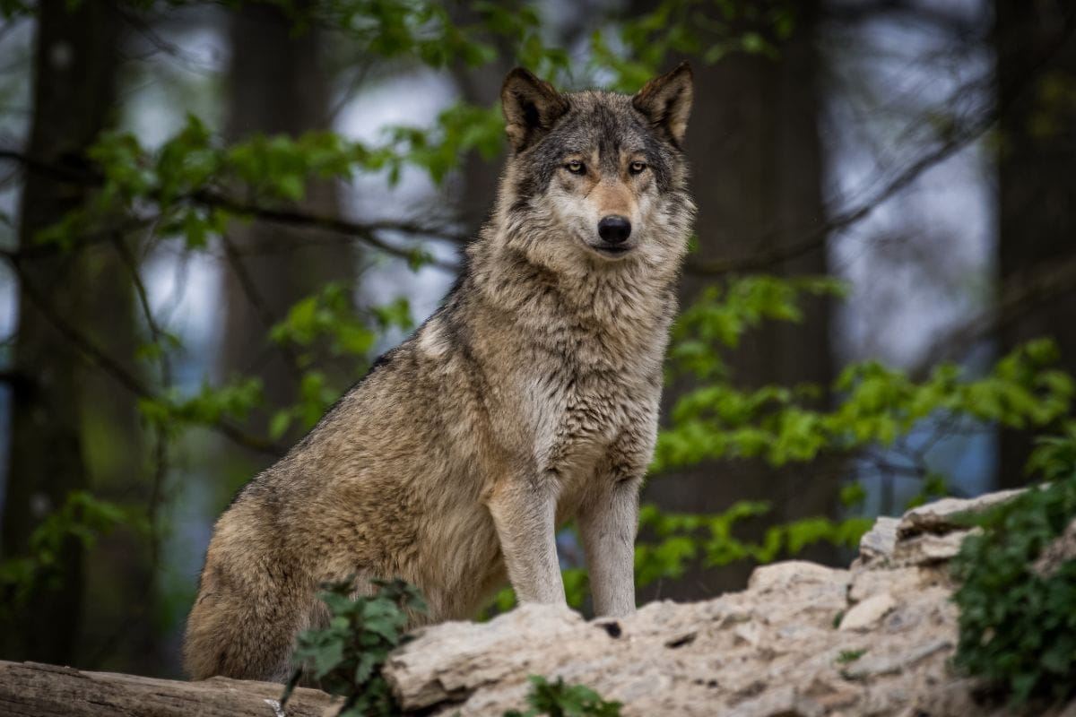 Wilk (Canis lupus)
