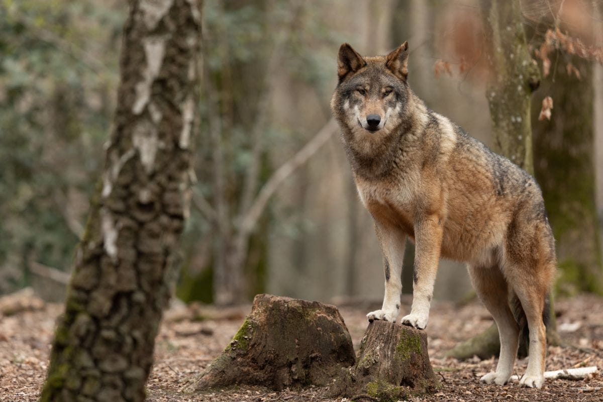 Wilk (Canis lupus)