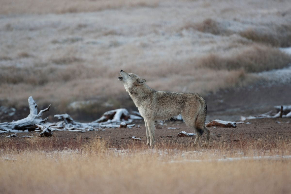 Wilk (Canis lupus)