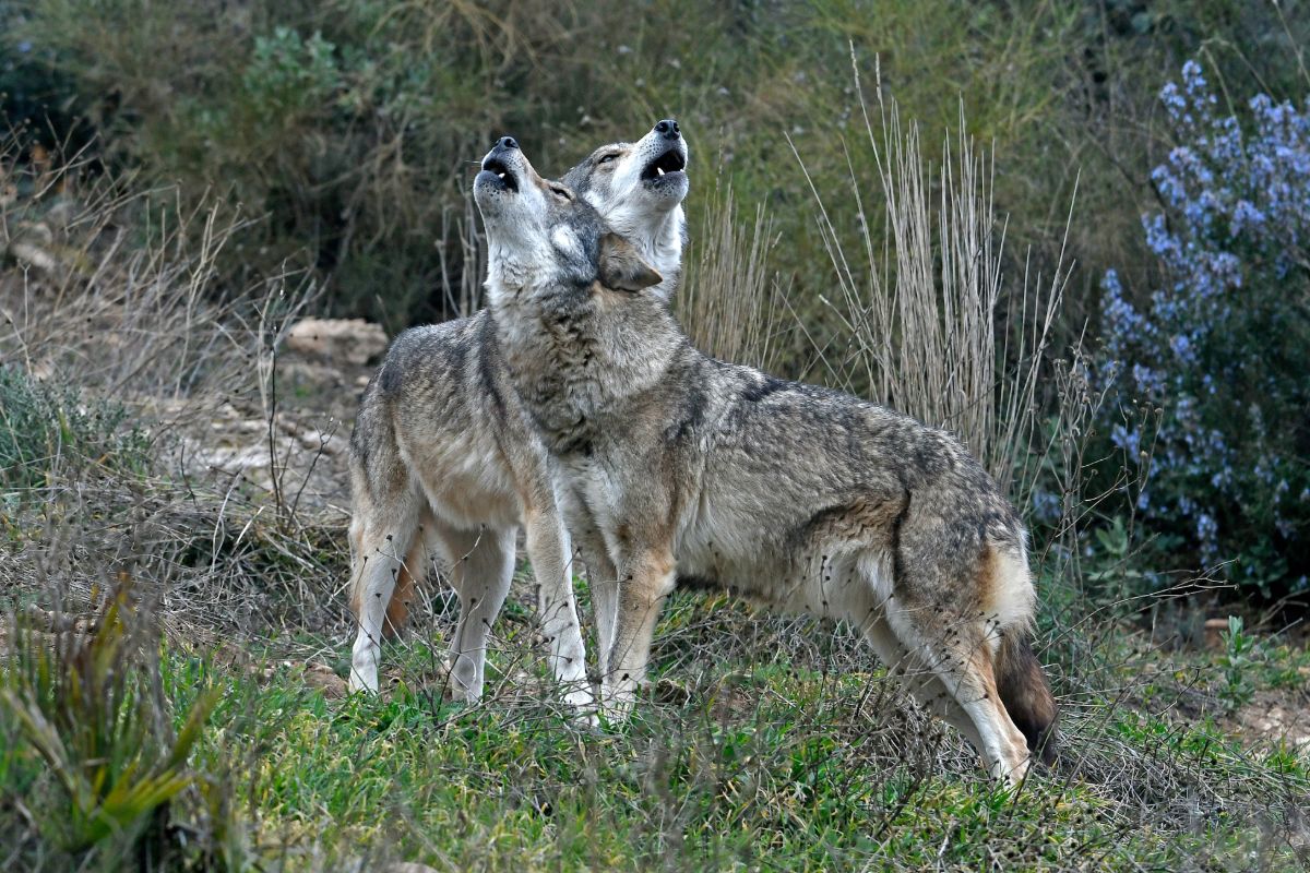 Wilk (Canis lupus)