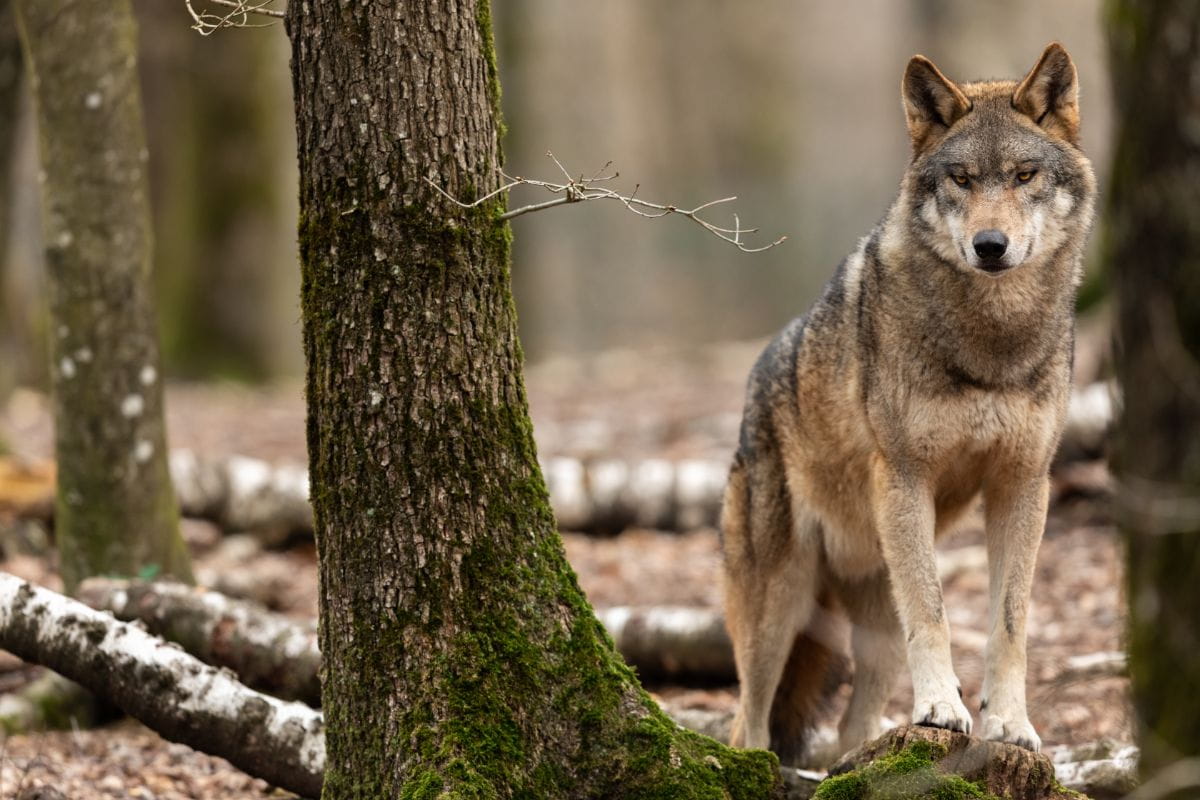 Wilk (Canis lupus)