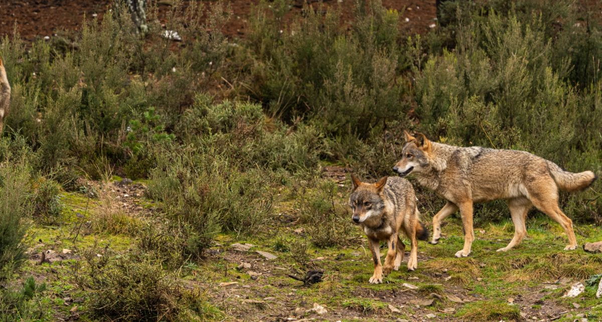 Wilk (Canis lupus)