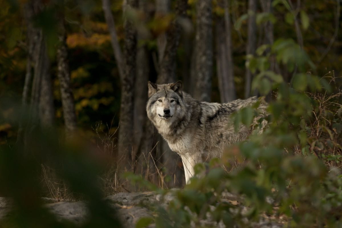 Wilk (Canis lupus)