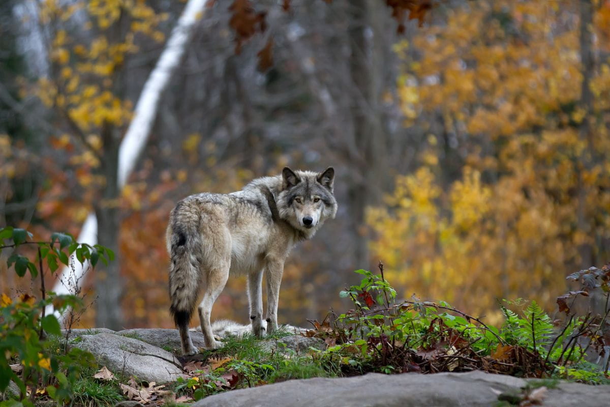 Wilk (Canis lupus)