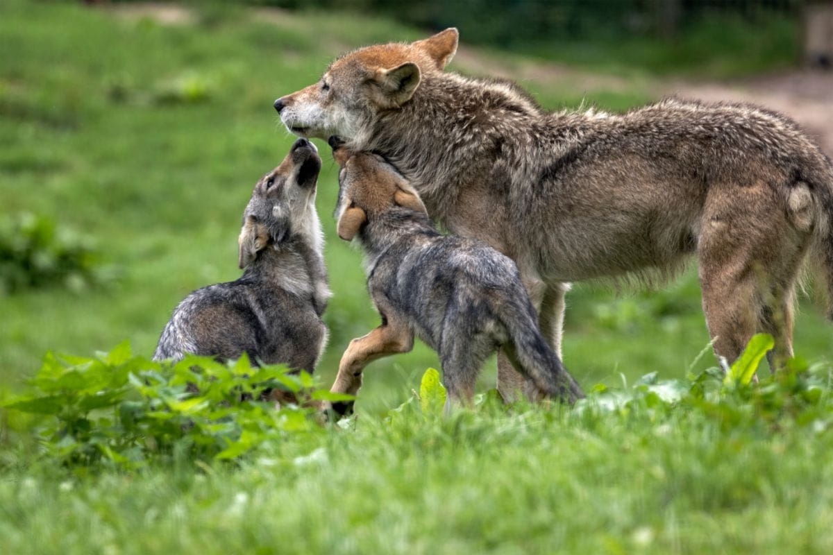 Wilk (Canis lupus)