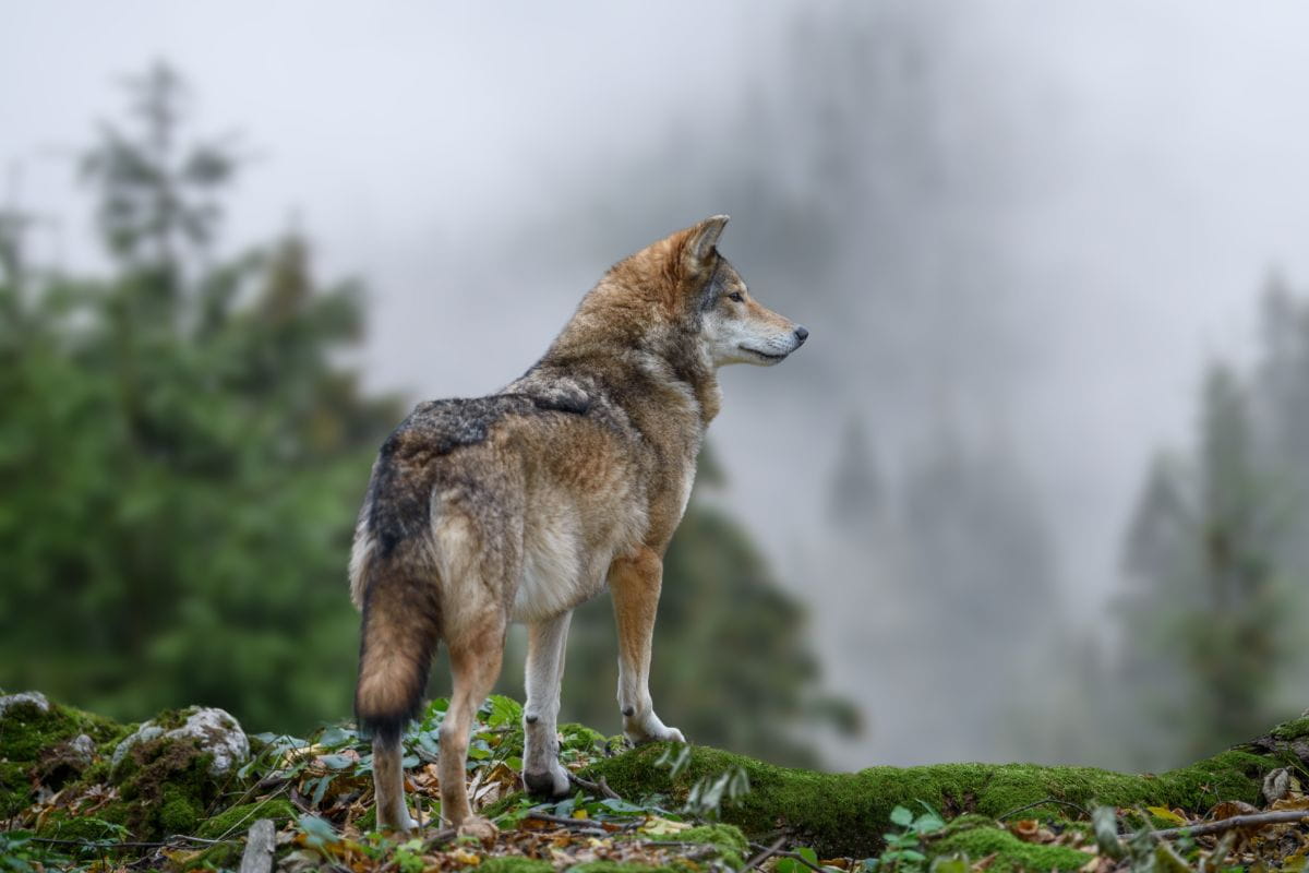Wilk (Canis lupus)