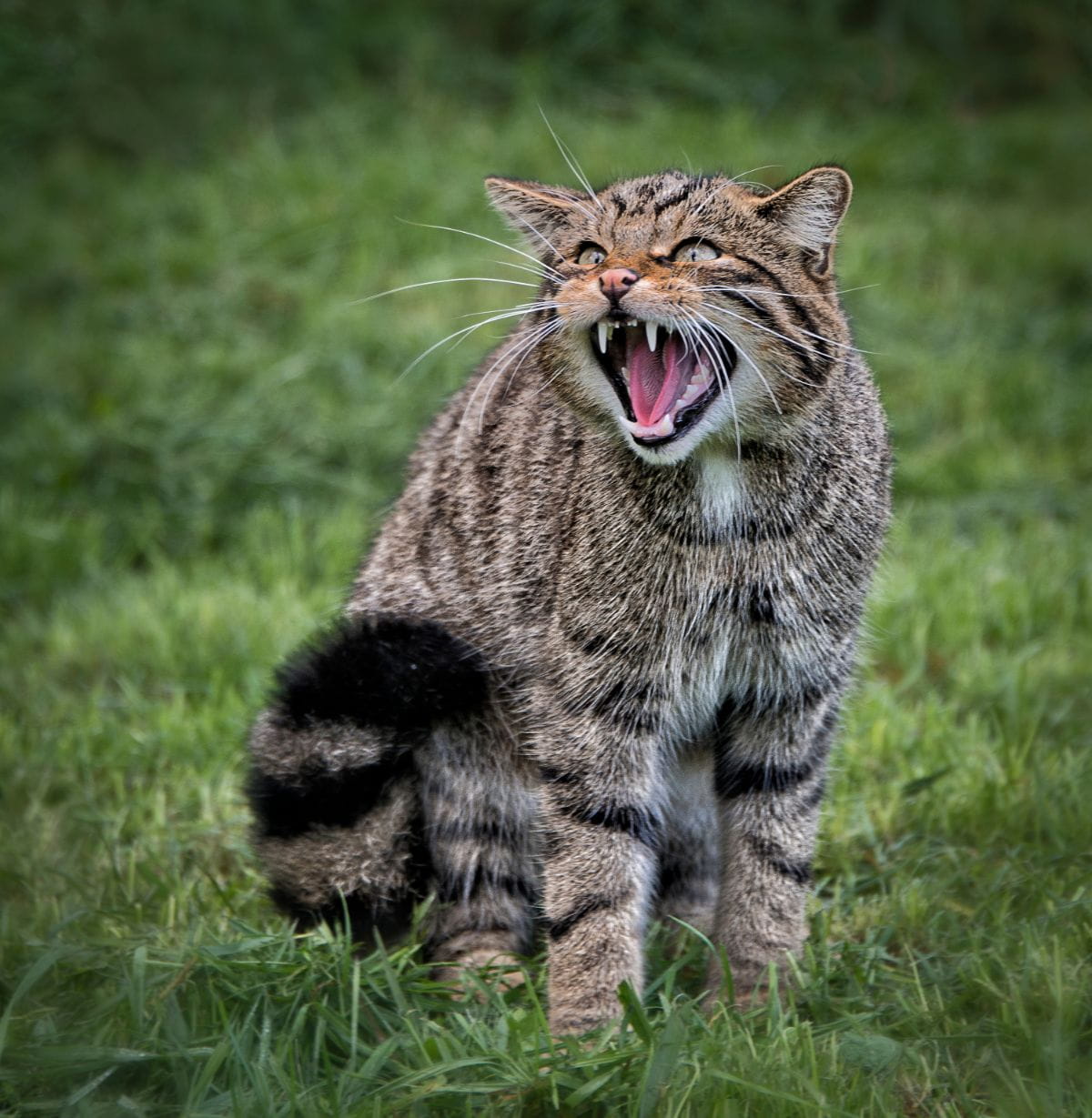Żbik (Felis silvestris)