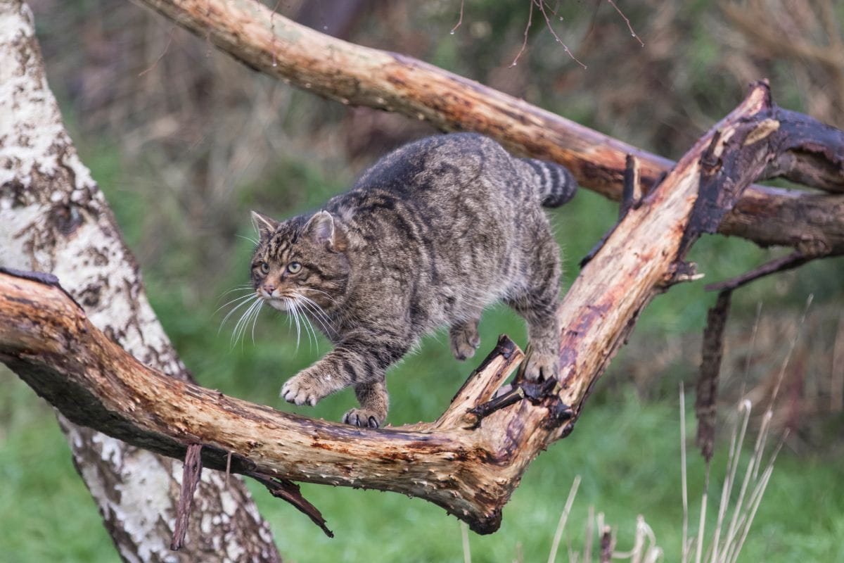 Żbik (Felis silvestris)