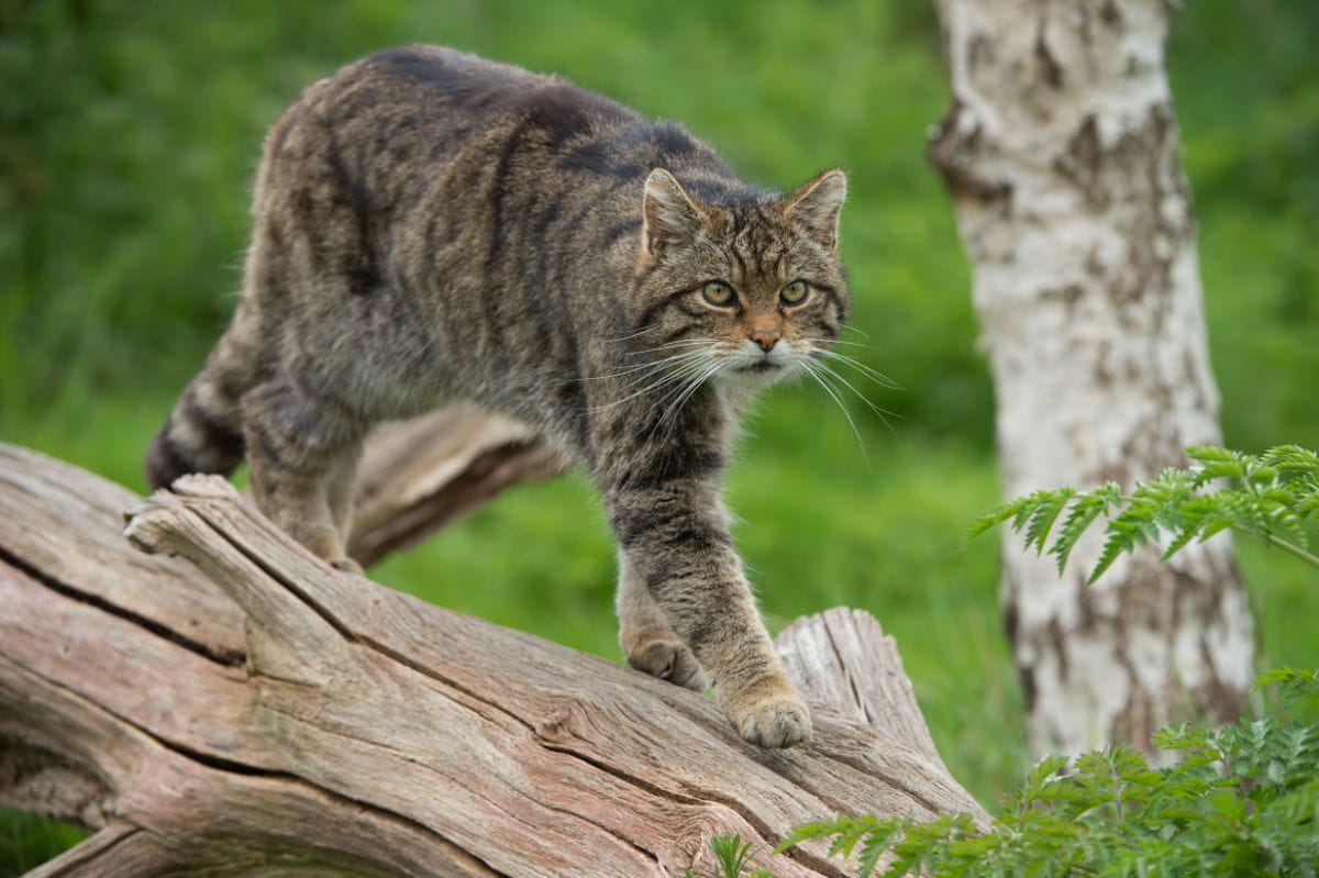 Żbik (Felis silvestris)
