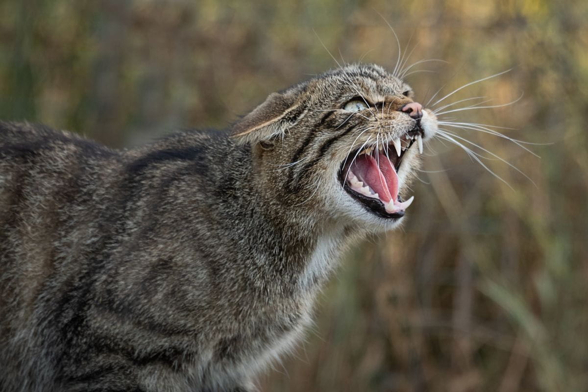 Żbik (Felis silvestris)
