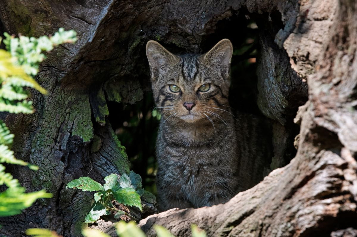 Żbik (Felis silvestris)